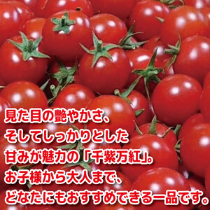 【2027年5月発送】 ミニトマト 千紫万紅 国産 1kg ミニトマト