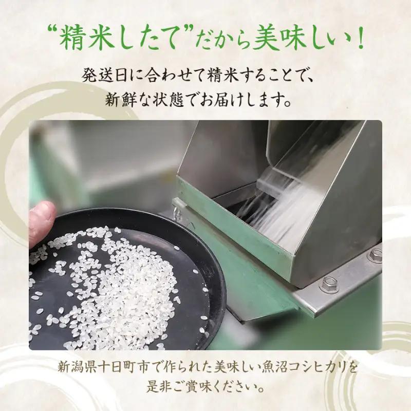 【令和8年産 先行予約】【6ヶ月定期便】特別栽培米 魚沼産こしひかり(十日町地域) 精米 10kg(5kg×2) 米 お米 コシヒカリ 定期 十日町市