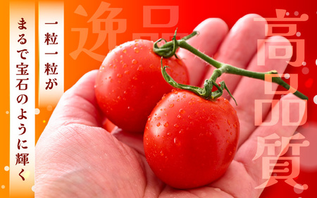 【先行予約】 とろ甘 越のルビー 1.5kg 高糖度ミディトマト とまと 【2026年6月下旬以降順次発送予定】 [A-21702]