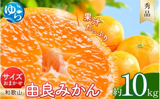 
                  由良みかん 秀品 10kg サイズおまかせ(Ｌ・М・Ｓ) / 和歌山 みかん 柑橘 高級 甘い オレンジ 由良 完熟 ※2026年11月下旬～2027年1月上旬頃に順次発送予定【sml004-yura-r-10】 
                