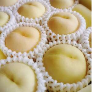 【先行予約★2026年8月上旬より順次発送予定】岡山県産　白麗(2kg箱)【配送不可地域：離島・北海道・沖縄県】【1667433】