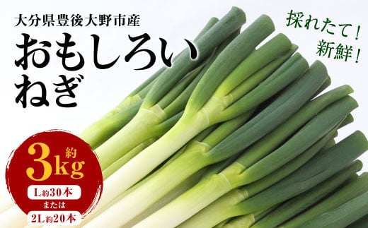 
            073-1182 豊後大野市産 おもしろいねぎ 3kg 長ねぎ 長ネギ 白ネギ 白ねぎ ネギ ねぎ 葱 白葱
          