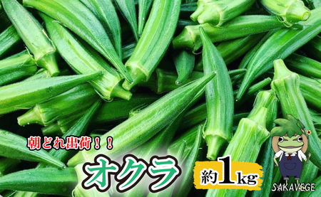 オクラ 1kg おくら 朝どれ 出荷 新鮮 野菜 香川県 さぬき市 新鮮オクラ 夏野菜 新鮮 美味しい 食品 おかず 朝採れ やさい 旬 国産 おくら オクラ おくら オクラ おくら おくら オクラ 