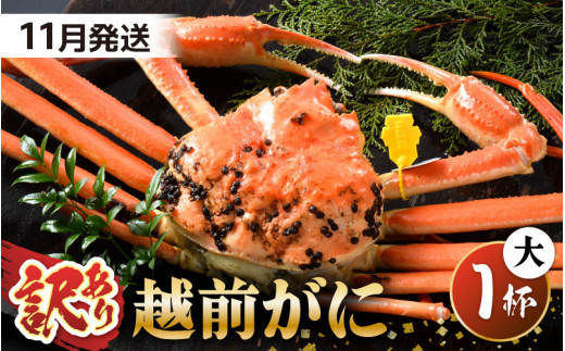 【先行予約】【訳あり】 茹で「越前ズワイ蟹」 大 1杯 脚折れ 【2025年11月発送分】【わけあり ワケアリ カニ かに 蟹 越前ガニ 越前蟹 ずわいがに ズワイガニ ズワイ ボイルガニ 姿 ボイル 冬の味覚 冷蔵 国産 県産】 [I-1401_11]