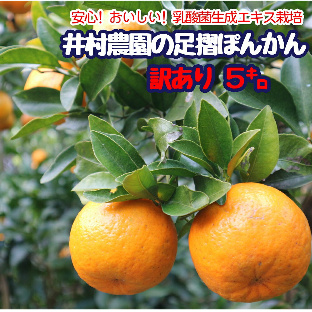 【ふるさと納税】令和8年1月下旬発送　 訳あり 家庭用 井村農園の足摺ぽんかん（5kg）デコポンの親 みかん 果実 ミカン ぽんかん ポンカン フルーツ おやつ デザート わけあり 5キロ 美味しい 国産 送料無料 高知県 ギフト ふるさとのうぜい 故郷納税 返礼品【R00157】