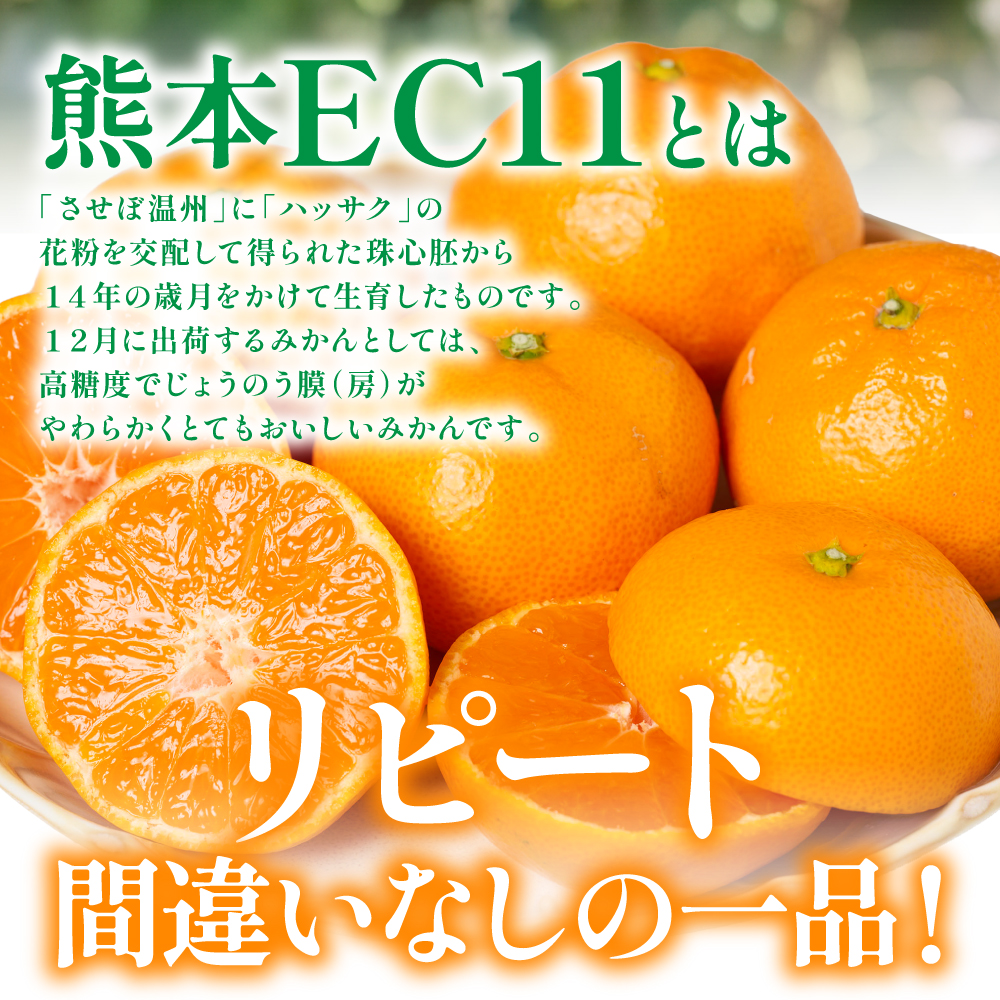 【先行予約】 八代市東陽産山本さん家の「熊本EC11みかん」 約5kg みかん 柑橘 フルーツ 果物 果実 ミカン 蜜柑 熊本県 八代市 【2026年11月上旬より順次発送】_イメージ3