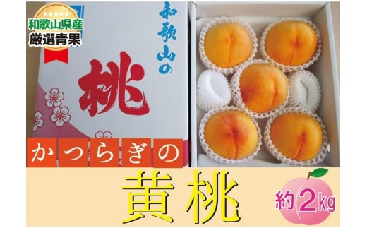 ★かつらぎの黄桃★＜品種おまかせ＞5～8玉【2025年6月下旬～2025年8月上旬頃順次発送】