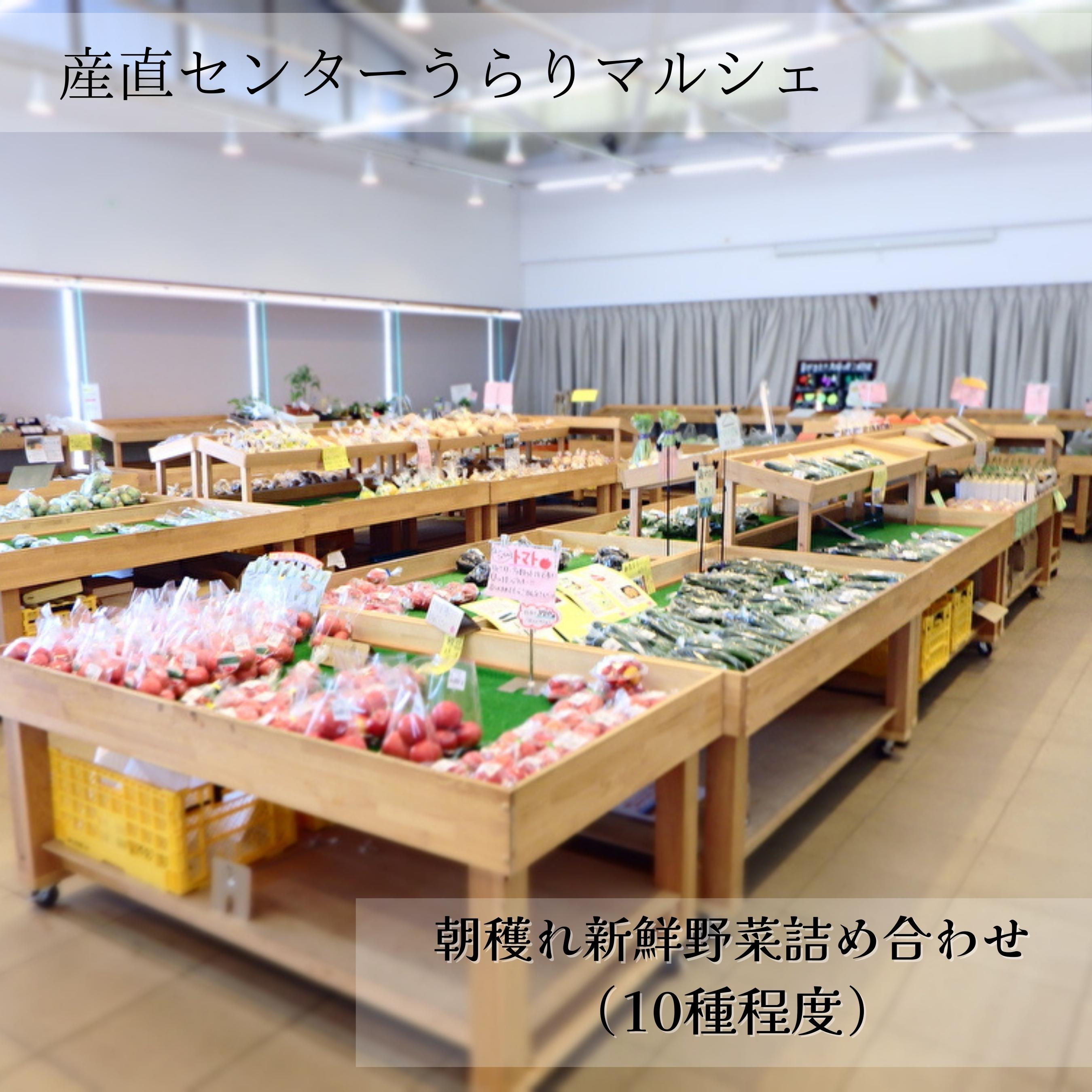 【ふるさと納税】 産直センター うらりマルシェ 三浦野菜 詰め合わせ 野菜 旬 新鮮 朝獲れ 野菜ソムリエ 厳選 農家 国産 セット 詰合せ おいしい 三浦海業公社 神奈川県 三浦市 おすすめ ランキング プレゼント ギフト