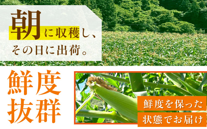 ＜2025年7月～発送／先行予約＞とうもろこし 恵味ゴールド 約5kg(梱包込) / 野菜 やさい コーン / 恵那市 / 大島農園 [AUEH001]