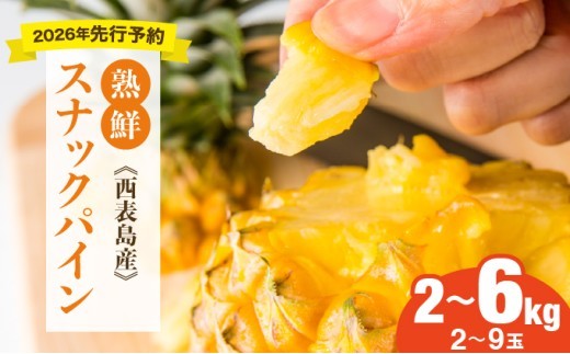 
                  ＜選べる内容量＞【手でちぎって食べる楽しさ】熟鮮スナックパイン2kg（2～3玉）/6kg（5～9玉）2026年 先行予約　沖縄　西表島
                
