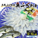 【ふるさと納税】山口県産 真ふぐ 刺身 210g (70g×3皿)　魚貝類・フグ・ふぐ・魚介類　お届け：2023年3月下旬より配送