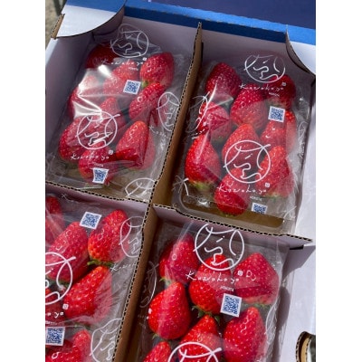 【2026年1月より順次発送予定】風早いちご園 とちおとめ レギュラー 250g×8パック【配送不可地域：離島・北海道・沖縄県・中国・四国・九州】