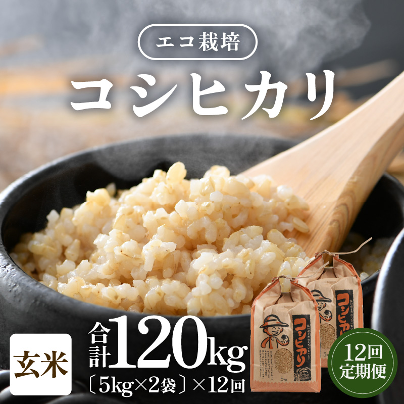 【先行予約】【令和7年産 新米】《定期便12回》エコ栽培コシヒカリ 玄米10kg（5kg×2袋）計120kg ／ 鮮度抜群 福井県産 こしひかり ご飯 新鮮 玄米 ※2025年10月上旬より準備出来次第発送 [aw063-o002]