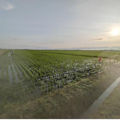 ふるさと納税 鶴岡市 鶴岡 I 型特別栽培つや姫　白米5kg |  | 03