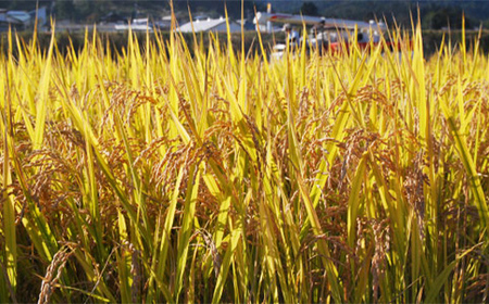 【定期便12回】 山形県産特別栽培米 つや姫 2kg（精米）×12か月 計24kg F2Y-3897
