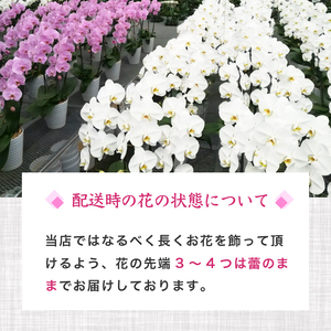 胡蝶蘭 ピンク 3本立て スタンダード お祝い 須崎洋蘭園  ギフト 母の日 蘭 贈答 贈り物 お祝い 須崎市 高知県 SY003