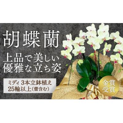 ふるさと納税 山口市 ☆金賞受賞☆超希少!イエロー胡蝶蘭’日の出’小 ミディサイズ(3本立) C129