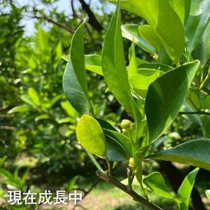 【令和9年１月以降】内原農園の減農薬栽培 ぽんかん（2Lサイズ）5キロ 贈答用 みかん 蜜柑 ミカン 柑橘 かんきつ ポンカン フルーツ オレンジ 果物 くだもの 甘い ジューシー 高知【R01098