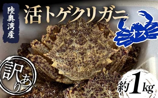 ≪訳あり≫ 陸奥湾産 活トゲクリガニ (オス) 約1kg (4～6杯) 【飛佳丸】 漁師直送 かに カニ 蟹 魚介 青森 青森県 東北 むつ湾 F21J-257