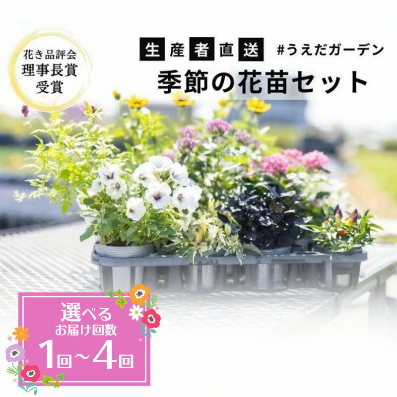 【ふるさと納税】【選べる定期便】花 季節の花苗 セット 選べる回数 1回 2回 3回 4回 | 花き品評会理事長賞受賞 花苗 生産者直送 庭 ガーデニング 花壇 苗 苗木 花の苗 花の苗物 配送不可：北海道・沖縄・離島