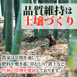 京都山城産 朝掘りたけのこ 2kg (4月発送) 【 たけのこ 】