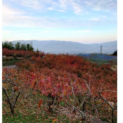 ふるさと納税 橋本市 たねなし柿 (真空包装 )2L 9個入り |  | 01