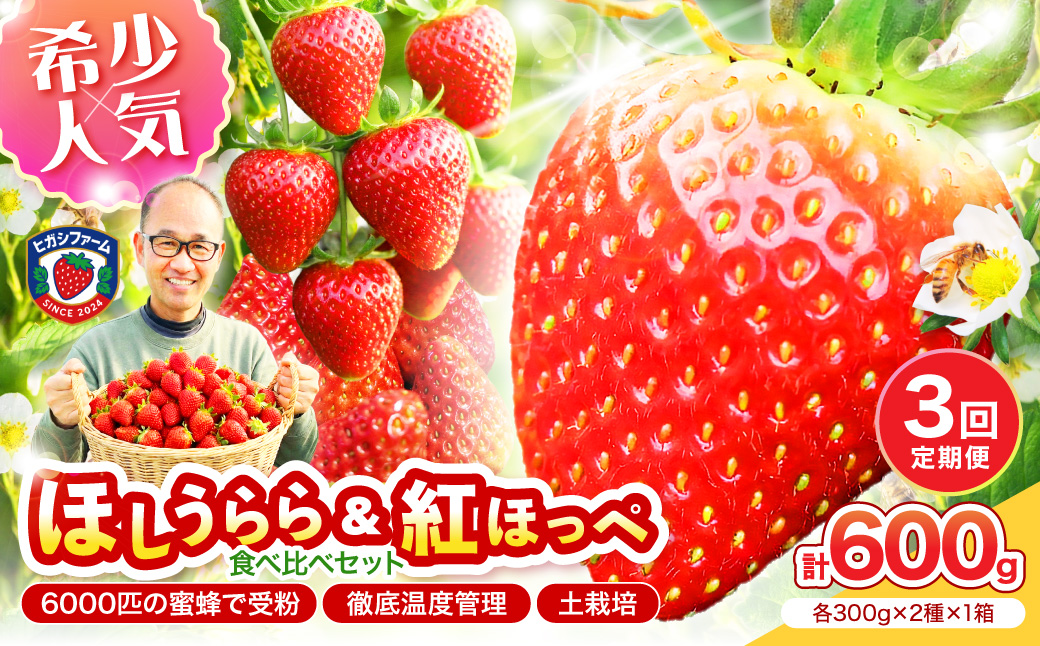 【2027年1月～5月発送予定】希少品種 ほしうらら と 紅ほっぺ の食べ比べセット 約600g（約300g×各種1パック×1箱）3ヶ月定期便【配送不可地域：北海道・沖縄・離島】【121C-013-2027】