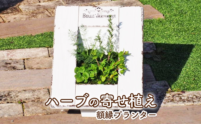 
ハーブの寄せ植え（額縁プランター）
