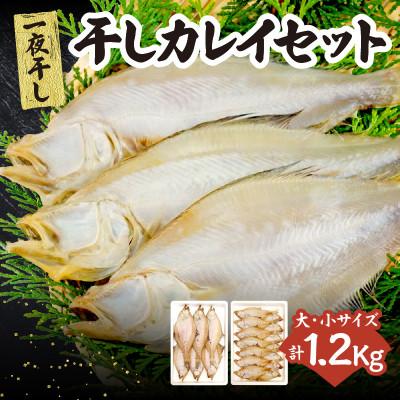ふるさと納税 香美町 干カレイセット