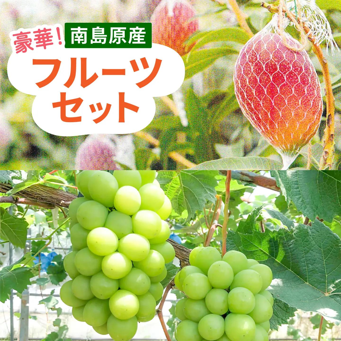 【2回定期便】【2027年7月-発送】マンゴー＆シャインマスカットの豪華セット / 南島原市 / 松川農園 [SAX004]
