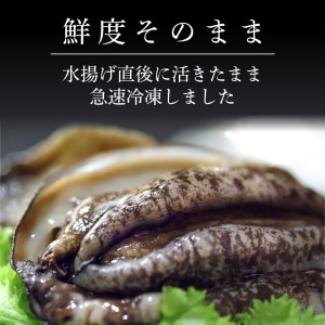 蝦夷あわび 約600g 冷凍 鮑 あわび アワビ 鮑 Abalone ステーキ 刺し身 刺身 バーベキュー  バターソテー 正月 お正月 おせち  BBQ ごはん 夕飯 おかず おつまみ 晩酌 米 丼