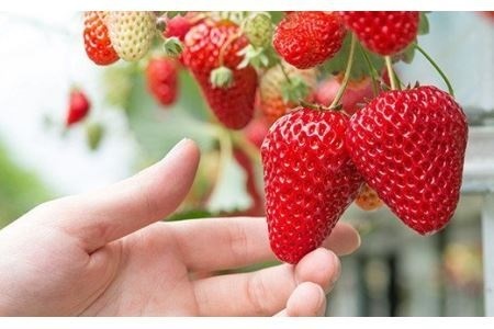 手作り いちごジャム 160g 2本 セット 希少 国産 マイヤーレモン 保存料 着色料 不使用 パン によく合う こだわり ジャム 日用品 KA-46