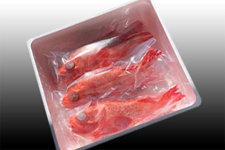 【北海道根室産】キチジ(キンキ・めんめ)×7～11尾(下処理済) E-30005