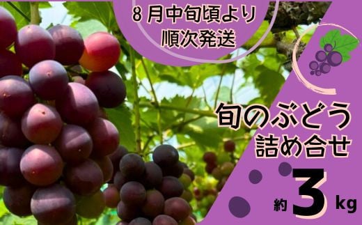 
            Y3　ぶどう の 詰合せ　約 3㎏　【 ブドウ 葡萄 詰め合わせ セット 贈答 藤稔 紫玉 ピオーネ シャインマスカット ギフト 自宅用 】
          