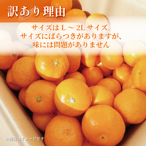 みかん【2027年1月上旬から発送】 訳あり 青島 みかん 5kg