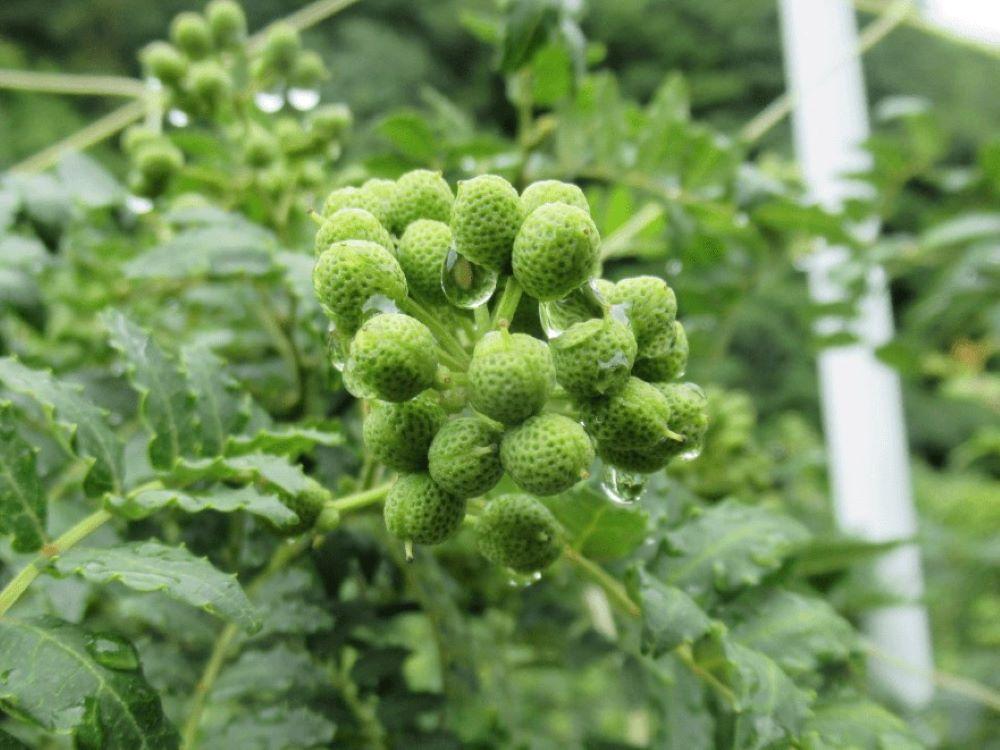 一味缶・粉山椒缶の詰合せ