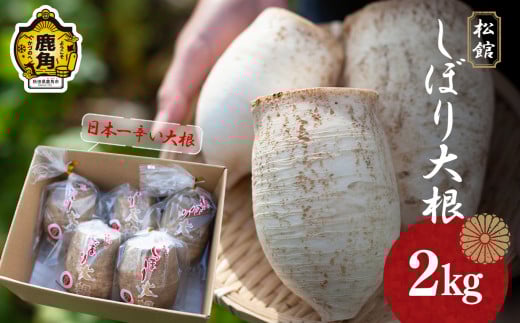《先行予約》秋田県鹿角市八幡平産 松館しぼり大根 2kg（ 5～6個 ）【TR farm】 ●2025年11月上旬発送開始 薬味大根 GI 地理的表示登録 薬味 大根 ダイコン 野菜 地大根 伝統野菜 日本一 辛い 大根おろし ギフト お中元 お歳暮 ふるさと 返礼品 鹿角市 秋田 送料無料
