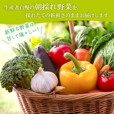 ふるさと納税 境町 【定期便/6ヶ月連続お届け】さかいの採れたて 野菜セット(5〜8種) 道の駅さかい 産地直送 新鮮 |  | 03