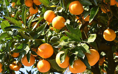 【2025年11月以降発送】「媛一みかん」と「媛一まどんな」の2品種・約5kg【C28-29】【1119673】