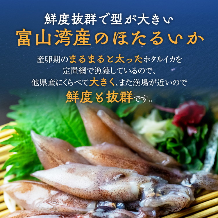 【12か月定期便】ほたるいか 素干し 100枚 ※北海道・沖縄・離島への配送不可_イメージ3