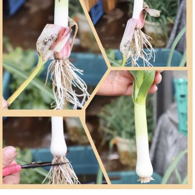 ふるさと納税 秦野市 〈2025年11月から発送予定〉秦野農産物等登録認証  葉にんにく約500g from名水の里 秦野 |  | 03