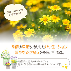 多肉植物の寄せ植え　25cm鉢【005D-006】