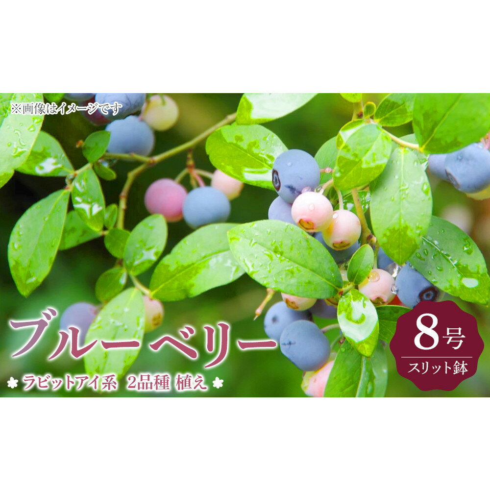【ふるさと納税】ブルーベリー 『 ラビットアイ系 2品種 植え 』 8号スリット鉢 【 ブルーベリーの肥料セット】