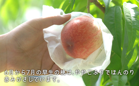 桃 2027年 先行予約 桃 早生種 約900g 3～4玉