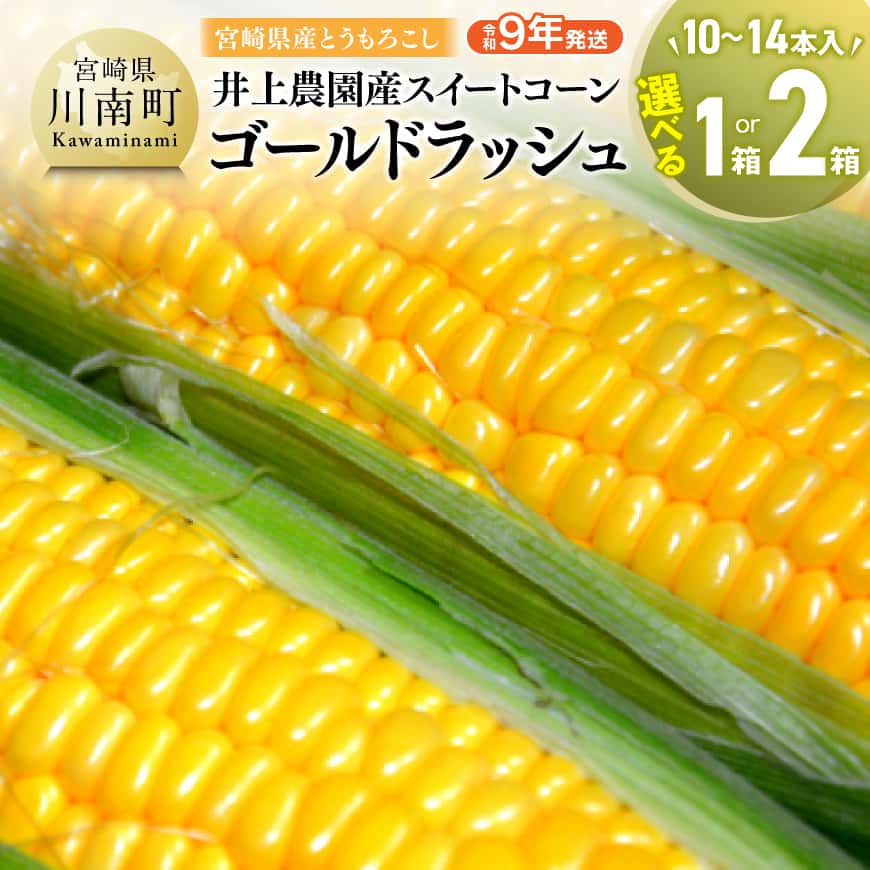 【ふるさと納税】※内容量が選べる※【令和9年発送】井上農園産スイートコーン(ゴールドラッシュ) - トウモロコシ スイートコーン とうきび 新鮮 九州産 宮崎県産 川南町産 朝どれ 農家直送 送料無料 B03901 B03902