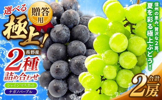 【先行受付】贈答用 信州産 葡萄【詰み合わせ】2房 【シャインマスカット、ナガノパープル】｜ フルーツ ふるーつ 果物 甘い シャインマスカット 葡萄 ぶどう ナガノパープル 詰み合わせ ふるさと納税 長野県 松本市