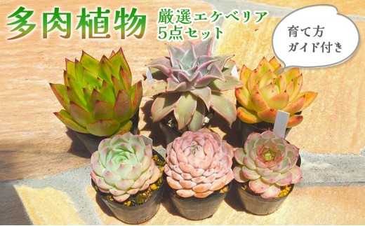 
                  多肉植物　厳選エケベリア5点セット(育て方ガイド付き)[№5694-1198]
                