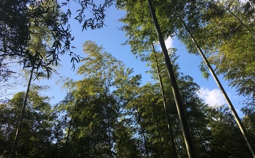 先祖代々受け継いできた自慢のたけのこ山です。