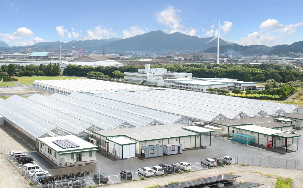 水耕栽培 リーフレタス「うるおい野菜」28個セット