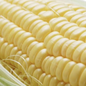 大雪山の黄金 ～ 岸田農園の GOLD RUSH CORN【1610197】